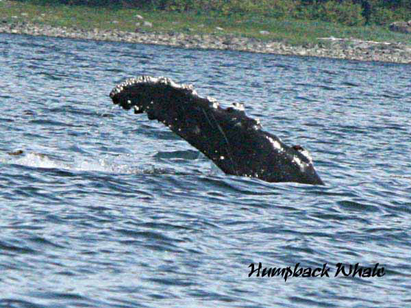 %_tempFileName015_whale%
