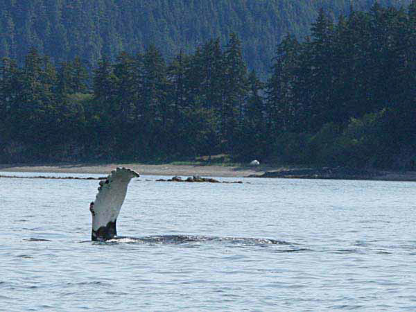 %_tempFileName036_whale%