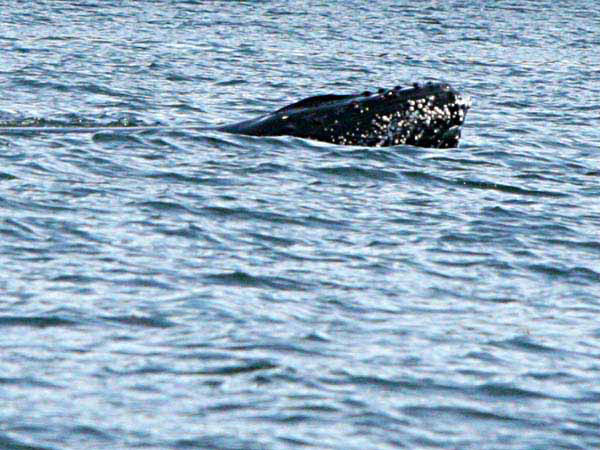 %_tempFileName050_whale%