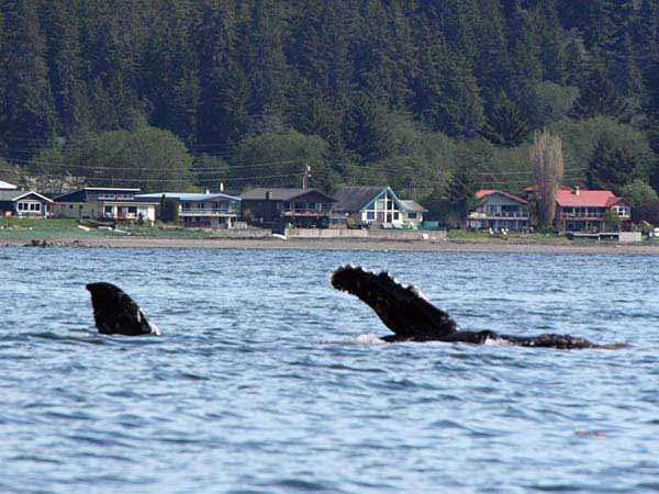 %_tempFileName003_whale_%