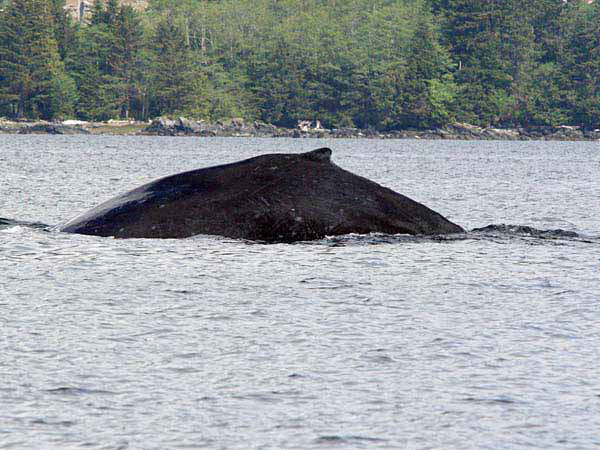 %_tempFileName004_whale_%