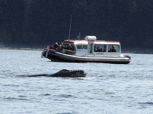 %_tempFileName015_whale_%