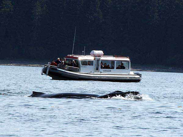 %_tempFileName041_whale_%