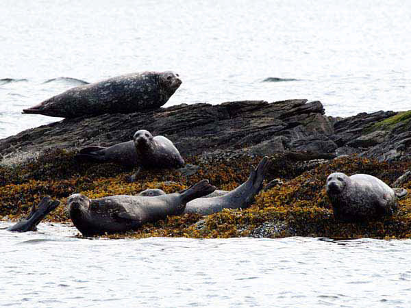 %_tempFileName049_seal_%