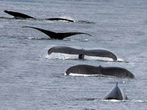 %_tempFileName066_whale_%
