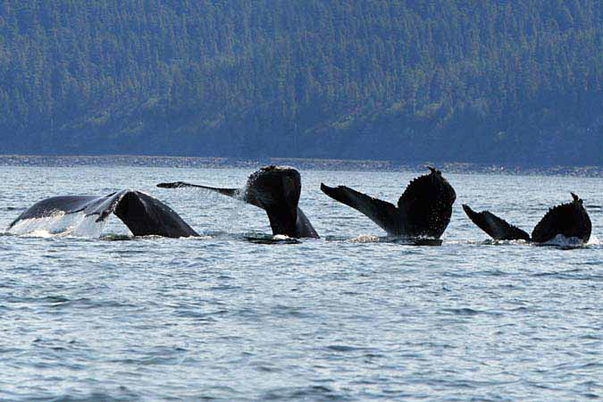 %_tempFileName098_whale_%