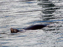%_tempFileName034_seal_%