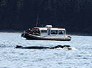 %_tempFileName041_whale_%