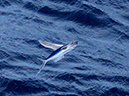 %_tempFileName30_cruise%