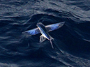 %_tempFileName49_cruise%