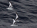 %_tempFileName61_cruise%