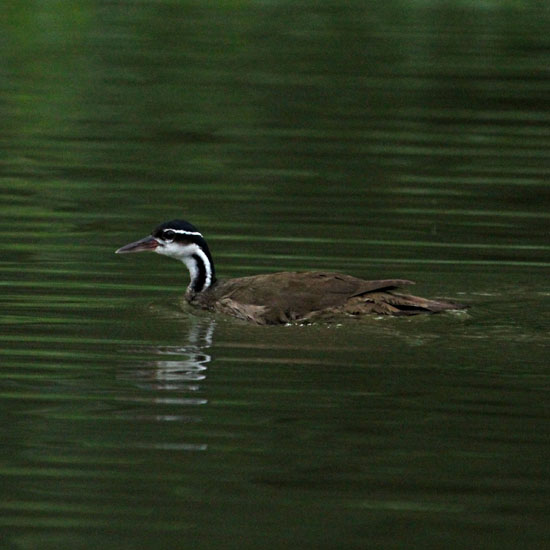 Sun Grebe_5078 