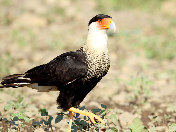 crested caracara_1923