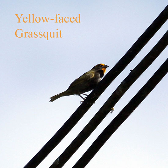 yellow faced grassquit_3017