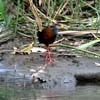 grey-headed wood-rail