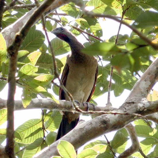 chackalaca S1140002