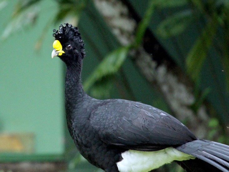 great curassow_4074