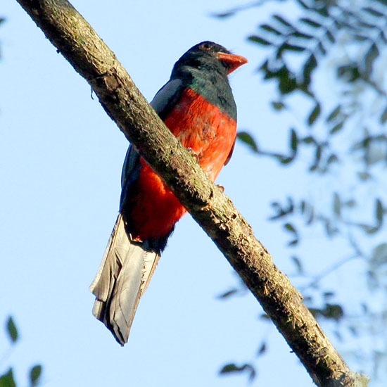 slaty-tailed 1