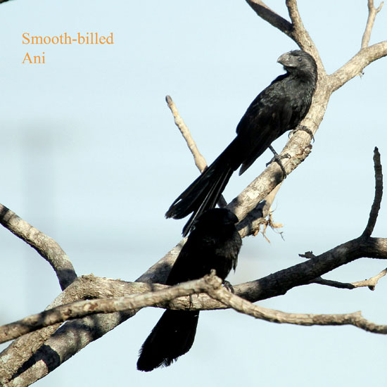 smooth billed ani_0888