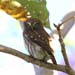 Ferruginous Pygmy-Owl_0882
