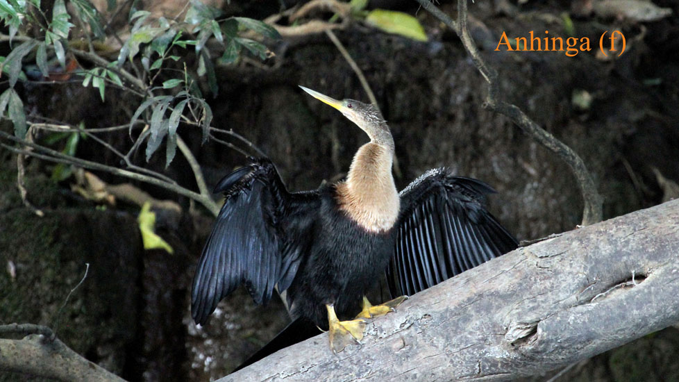 anhinga_3584