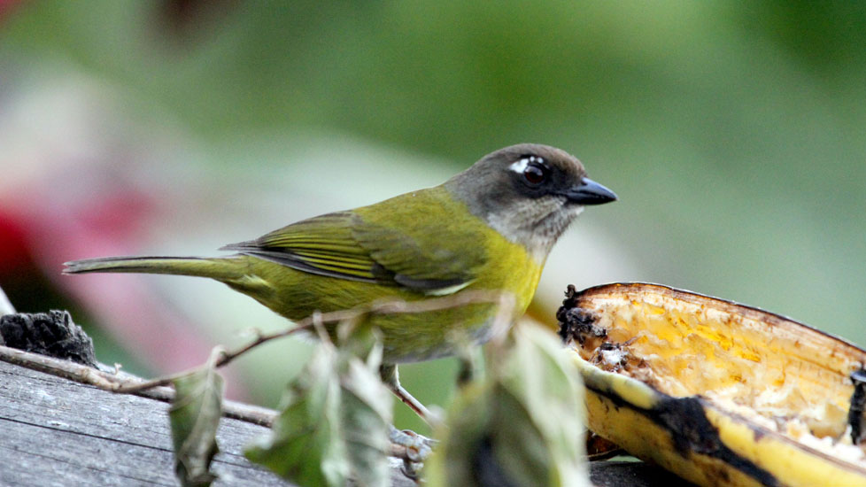 common bush tanager_1147