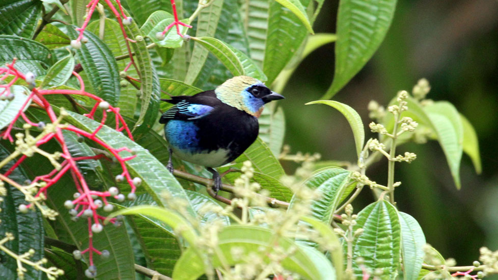 golden hooded tanager_4058