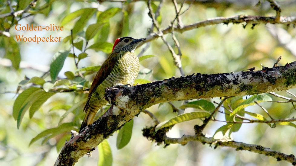 golden-olive woodpecke_3038