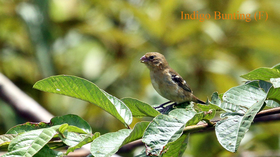 indigo bunting (f)_3164