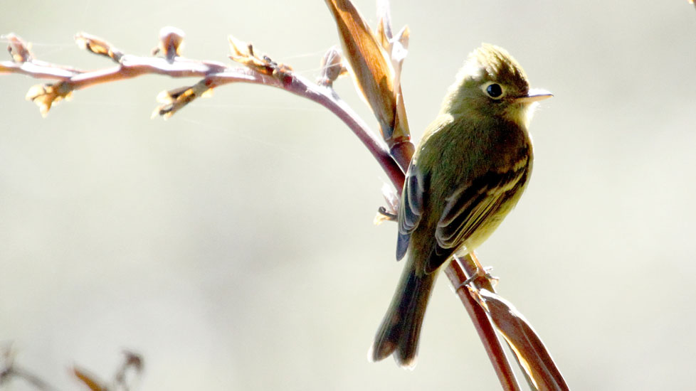 mountain elaenia_1829