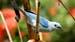 Blue-gray Tanager_3422