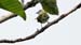 elaenia_3853