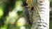 hoffmans woodpecker_2649