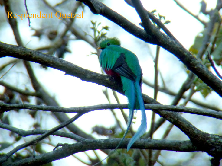 Resplendent Quetzal_P1120194
