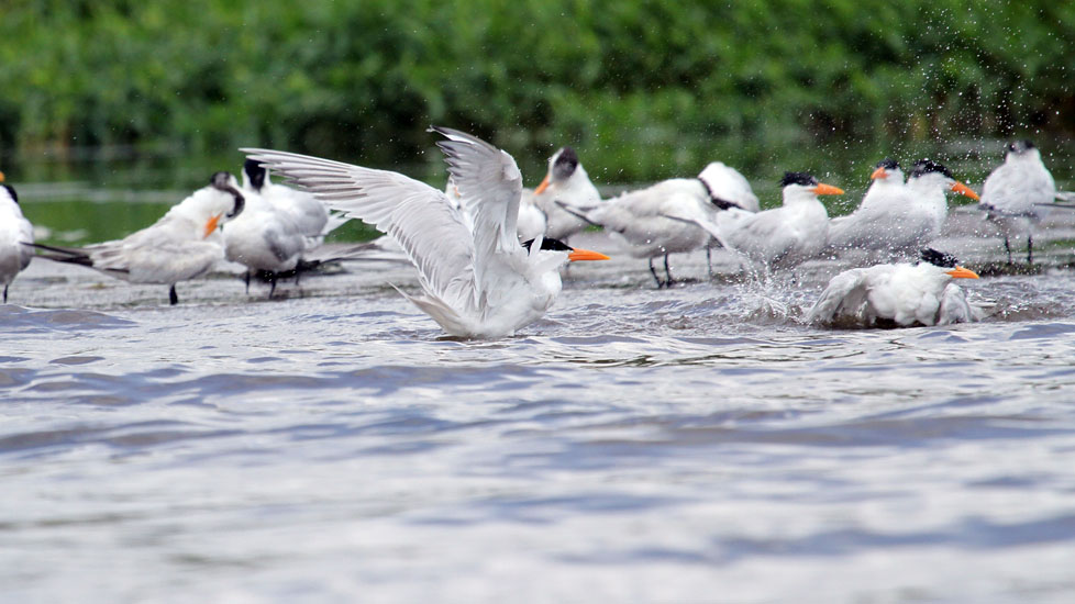 royal tern_4631