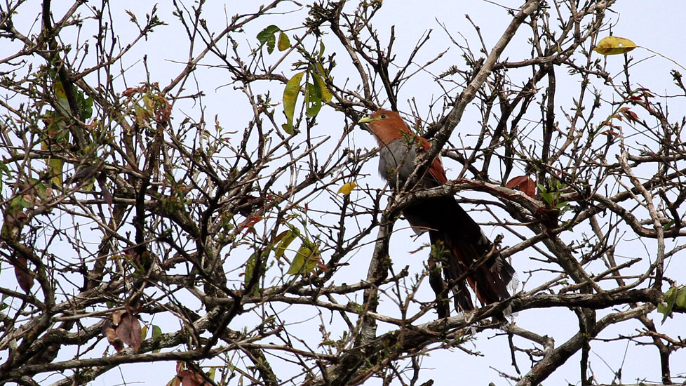 squirrel cuckoo_4493