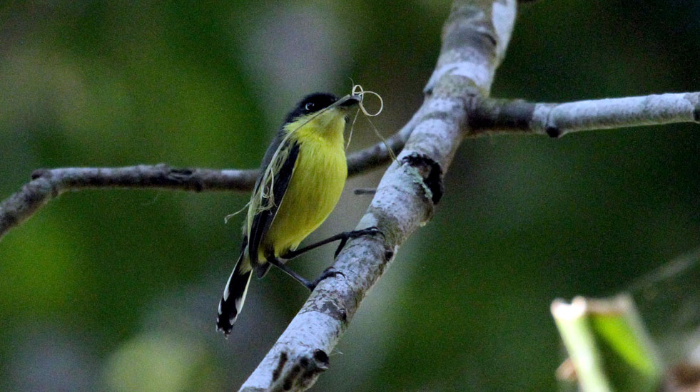 tody flycatcher_2431