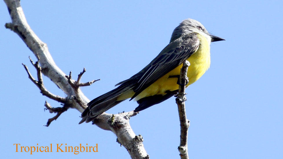tropical kingbird_3456
