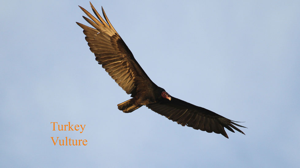 turkey vulture_2818