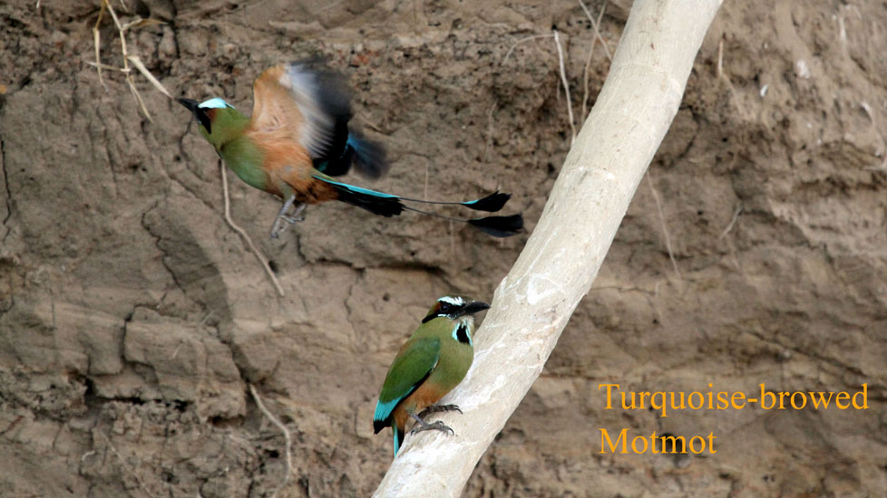 turquoise-browed motmot_2009