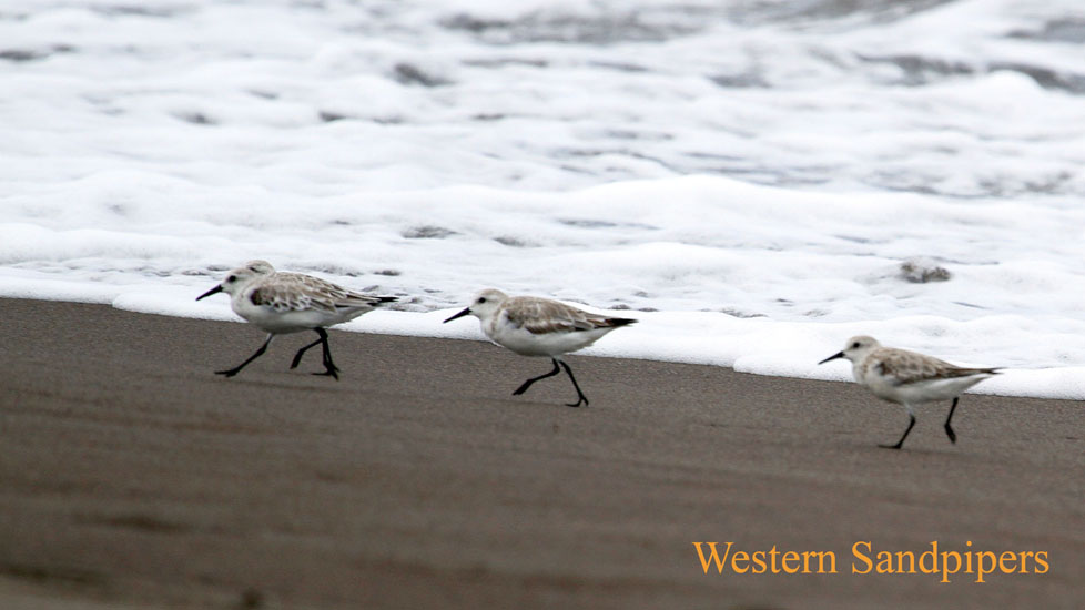 western sandpipers_4703