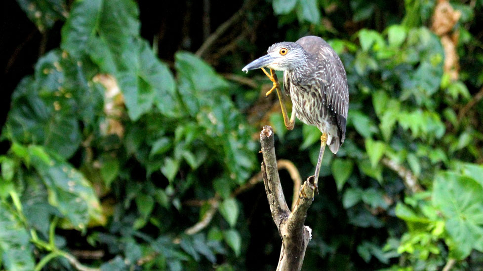 yellow crowned night heron juv_4457