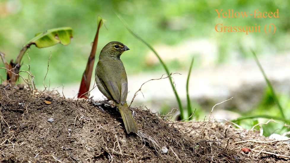 yellow faced grassquit female_5647