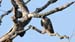 Peregrine Falcon _2169