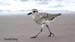 Sanderling_4722