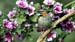 rufous collared sparrow_1735