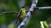 tody flycatcher_2431