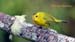 wilsons warbler_1602