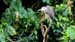 yellow crowned night heron juv_4457