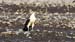 yellow-headed caracara_1961